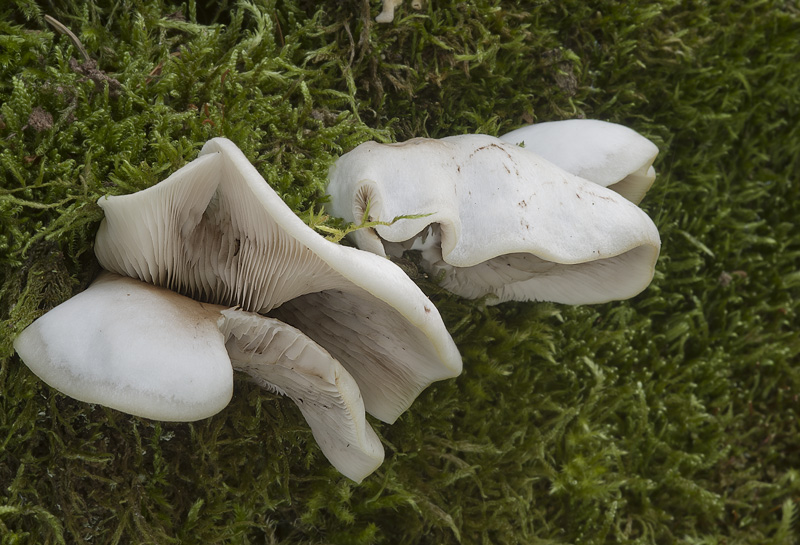 Crepidotus malachius